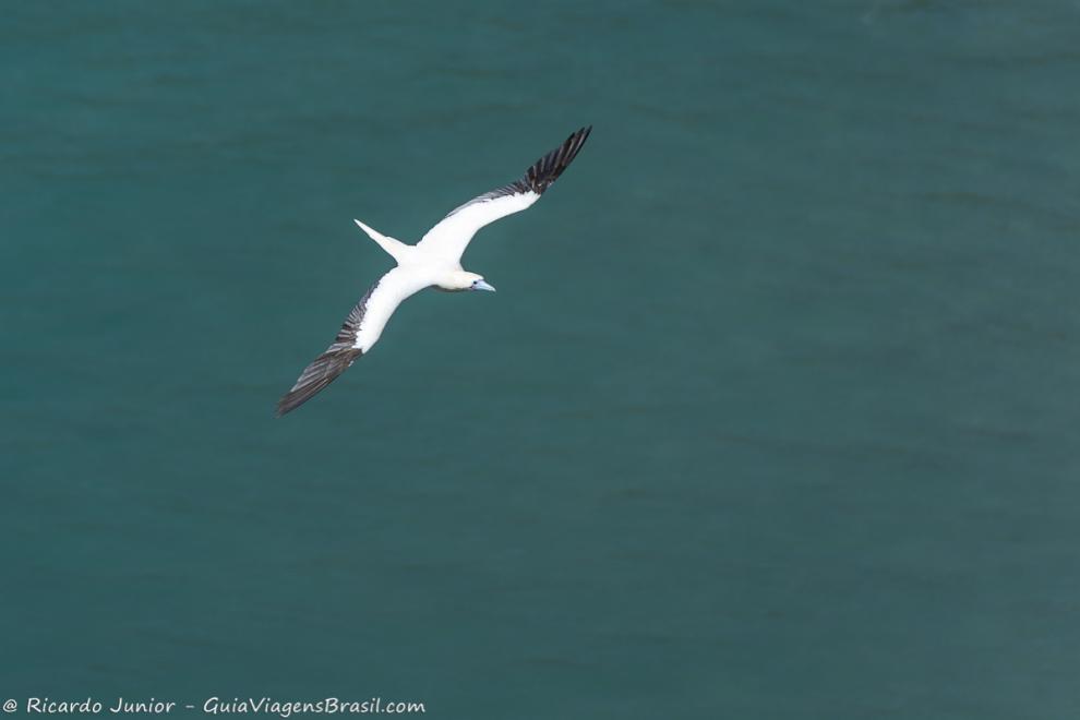 Imagem de um pássaro sobrevoando o mar de Fernando de Noronha .